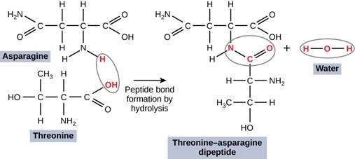 The figure shows asparagine and threonine molecules forming a peptide bond to become threonine-asparagine dipeptide and water. Asparagine is made up of 4 C atoms are arranged in a straight line. Each C is connected to the next C by a single line. In addition to these bonds, the first C is connected to H 2 N by a single line and to an O by a double line. The second C is connected the 2 H atoms by single lines. The third C is connected an H atom by a single line, and an N that is connected by a single line 