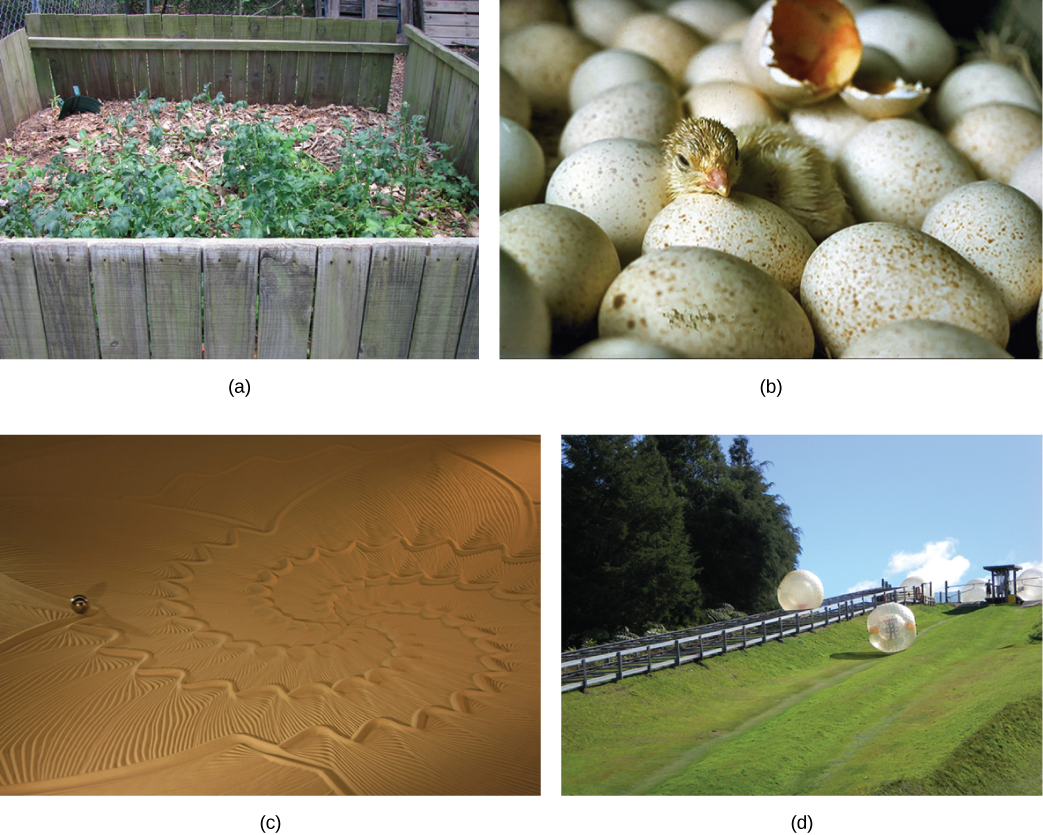 Photo of four different images that include one image of a small fenced-in area with brown debris and green plants, an image of bird eggs with one egg shell broken open and a baby bird sitting between the eggs, an image of sand with a decorative pattern, and an image of 2 large spheres, one sitting near a fence, one sitting on a lawn of grass.