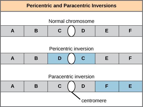 Illustration shows pericentric and paracentric inversions. In this example, the order of genes in the normal chromosome is ABCDEF, with the centromere between genes C and D. In the pericentric inversion the order is ABDCEF. In the paracentric inversion example, the resulting gene order is ABCDFE.