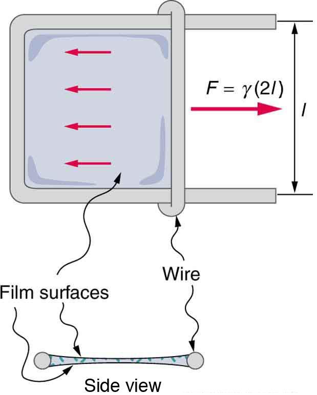 Sliding wire device which is used to measure surface tension shows the force exerted on the two surfaces of the liquid. This force remains a constant until the film's breaking point.