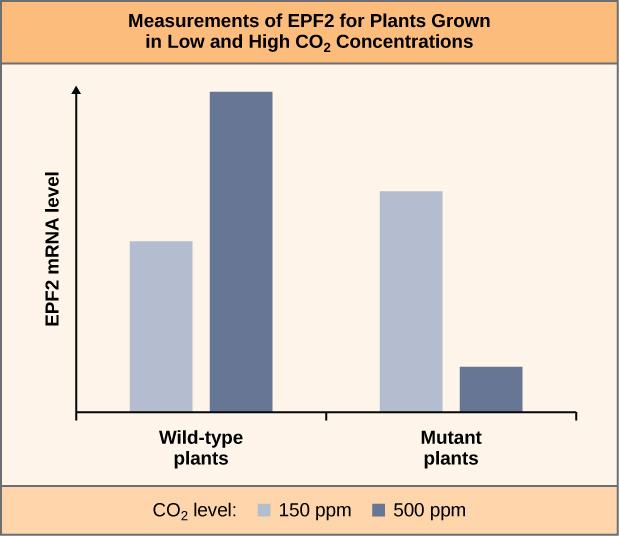 The bar graph is titled Measurements of E P F 2 for Plants Grown in Low and High Carbon Dioxide Concentrations. The x-axis shows wild-type plants on the left and mutant plants on the right. The y-axis shows E P F 2 m R N A level. The E P F 2 m R N A level for each type of plant is shown for low carbon dioxide level 150 p p m and high carbon dioxide level 500 p p m. For wild-type plants, the bar for low carbon dioxide level is slightly over half the height of the bar for high carbon dioxide level. For muta