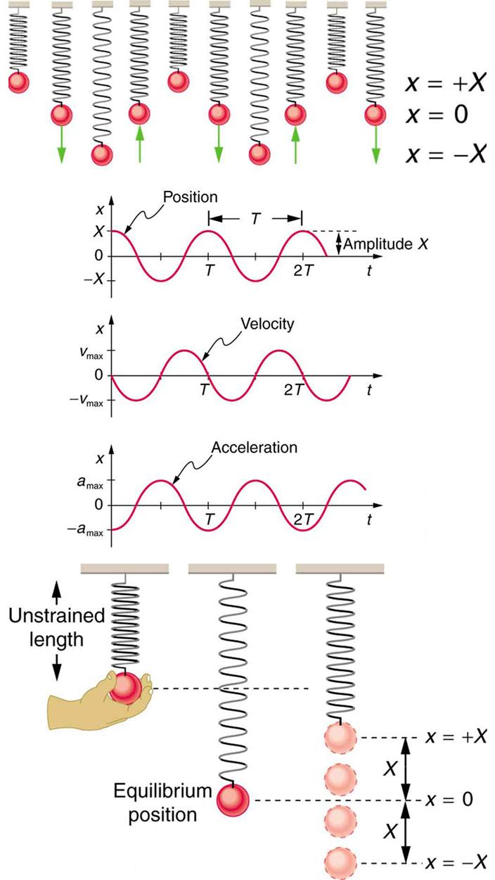 In the figure at the top there are ten springboards with objects of different mass values tied to them. This makes some springs highly compressed some as loosely stretched and some at equilibrium, which are shown as red spherical shaped. Alongside the figure there is a scale given for different amplitude values as x equal to positive X, zero and negative X. the upward and downward pointing arrows are shown with a few springboards.  In the second figure there are three graphs. The first graph shows distanc