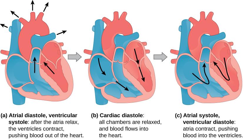 Illustration A shows atrial diastole, ventricular systole; after the atria relax, the ventricles contract, pushing blood out of the heart. Arrows extend from the right and left ventricles through the valves and from the arteries toward the (not depicted) body. Illustration B shows cardiac diastole. The cardiac muscle is relaxed, and blood flows into the heart atria and into the ventricles. Arrows are shown in the atria pointing toward the ventricle and in the ventricle pointing toward the apex of the hear