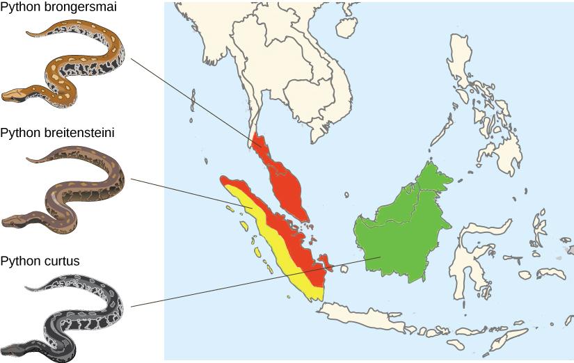 A map shows the distribution of three python species. Python brongersmai, a brown snake with highly contrasting patterns of yellow-beige and black spots, is found in the southern tip of Thailand, Peninsular (West) Malaysia, and the eastern half of Sumatra. Python breitensteini has less contrast in the pattern of its skin, with patches of light yellow to medium brown and dark brown. It is found in western Sumatra. Python curtus is similar to breitensteini, but is much darker, almost black with visible patt