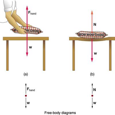 A person is holding a bag of dog food at some height from a table. He is exerting a force F sub hand, shown by a vector arrow in upward direction, and the weight W of the bag is acting downward, shown by a vector arrow having the same length as vector F sub hand. In a free-body diagram two forces are acting on the red point; one is F sub hand, shown by a vector arrow upward, and another is the weight W, shown by a vector arrow having the same length as vector F sub hand but pointing downward. (b) The bag 