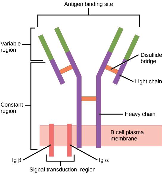 Illustration shows a B cell receptor that has two column-like subunits, called heavy chains, projecting up from the plasma membrane. Each column bends away from the other about halfway up, resulting in a Y-shaped structure. Two shorter subunits, called light chains, join the heavy chains after the bend. The upper portion of both the light and heavy chains is the variable region that makes up the antigen binding site. The bottom of both light and heavy chains forms the constant region. The signal transduct
