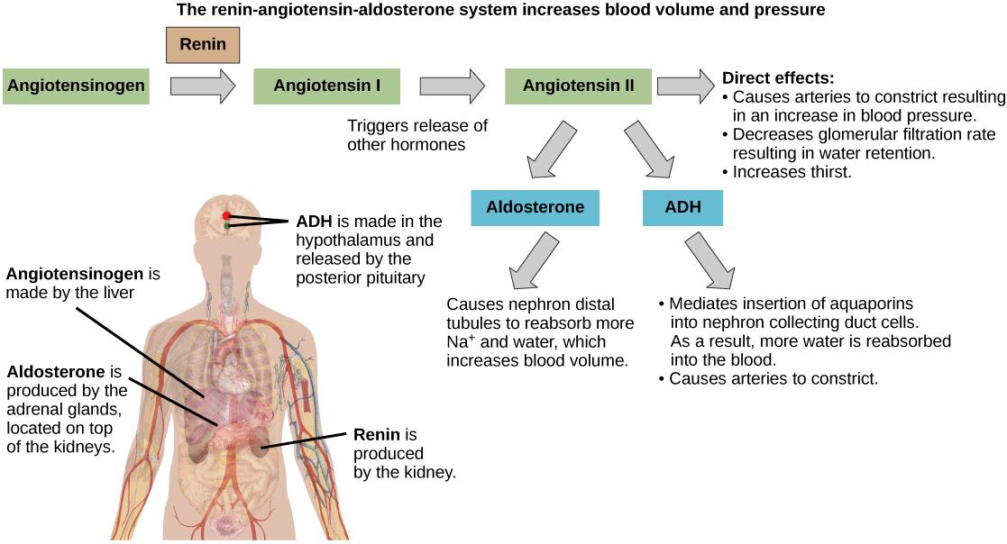 The Renin-angiotensin-aldosterone pathway involves four hormones: renin, which is made in the kidney, angiotensin, which is made in the liver, aldosterone, which is made in the adrenal glands, and ADH, which is made in the hypothalamus and secreted by the posterior pituitary. The adrenal glands are located on top of the kidneys, and the hypothalamus and pituitary are in the brain. The pathway begins when renin converts angiotensin into angiotensin I. Angiotensin I is the converted into angiotensin II. Ang