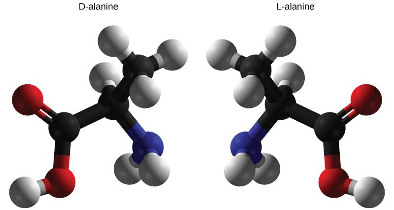 Molecular models of D-and L-alanine are shown. The two molecules, which contain the same number of carbon, hydrogen, nitrogen atoms, are mirror images of one another.