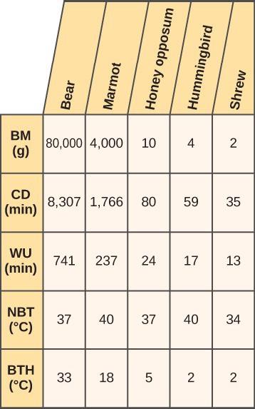 The table lists measurements during for body mass in grams, cool-down time in minutes, warm-up time in minutes, normal body temperature in degrees Celsius, and body temperature in degrees Celsius for bears, marmots, honey possums, hummingbirds, and shrews when all species are in hibernation. The table has six rows and six columns. The first row is a header row and it labels each column. The first column header is blank and the second is Bear, the third is Marmot, the fourth is Honey possum, the fifth is H