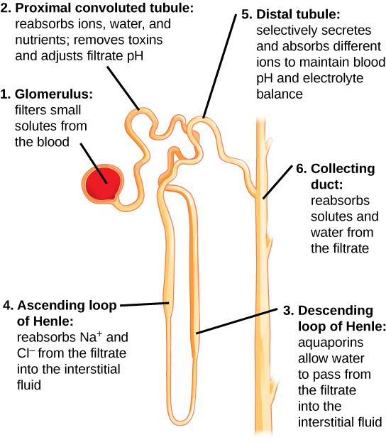 Illustration labels parts of a nephron and their function. The nephron begins at the glomerulus, a spherical structure that filters small solutes from the blood. The filtrate then enters a winding proximal convoluted tubule, which reabsorbs ions, water, and nutrients, and removes toxins and adjusts the filtrate pH. The proximal convoluted tubule empties into the descending loop of Henle. Aquaporins in the descending loop allow water to pass from the filtrate to the interstitial fluid. The descending loop 
