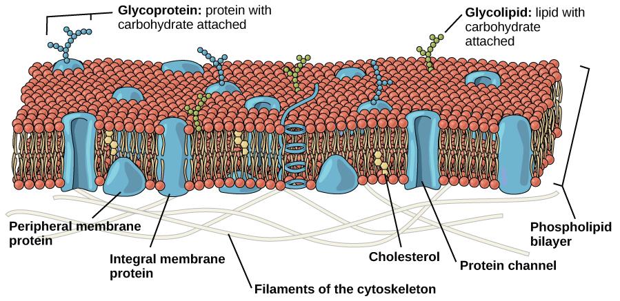 The plasma membrane is composed of a phospholipid bilayer. In the bilayer, the two long hydrophobic tails of phospholipids face toward the center, and the hydrophilic head group faces the exterior. Integral membrane proteins and protein channels span the entire bilayer. Protein channels have a pore in the middle. Peripheral membrane proteins sit on the surface of the phospholipids, and are associated with the phospholipid head groups. On the exterior side of the membrane, carbohydrates are attached to cer