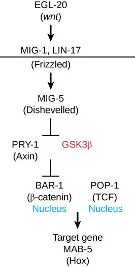 The figure shows the W N T transcription pathway. At the beginning of the pathway is E G L-20 (W n t). From E G L-20 (W n T), an arrow points toward M I G – 1 and L I N-17, which are associated with a horizontal line labeled Frizzled. From the frizzled line, an arrow points toward M I G-5 disheveled. From M I G-5 disheveled, a perpendicular symbol points toward to two different proteins: P r y -1 axin and G S K 3-beta. From these two proteins, a perpendicular symbol points toward B A R-1 beta catenin, w