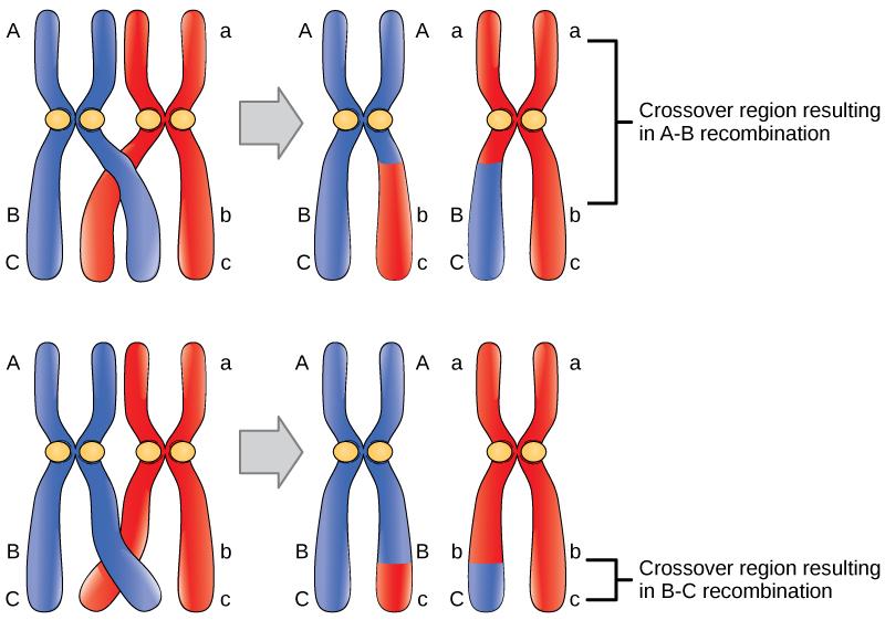 A homologous pair of chromosomes has three genes, named A, B, and C. Gene A is located near the top of the chromosome, and genes B and C are located close together near the bottom. Each chromosome has different A, B, and C alleles. The alleles may recombine if a crossover occurs between them, so that genetic material from one chromosome is swapped with another. Genes A and B are far apart on the chromosome such that a crossover event occurring almost anywhere in the chromosome will result in the recombina