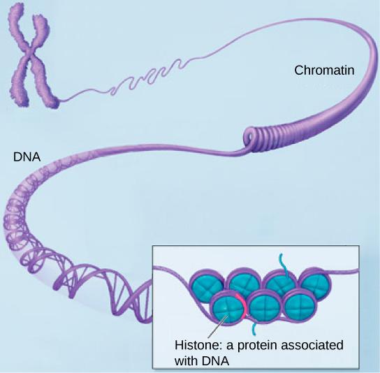 Image A shows a coil-like strand of chromatin extending from an X-shaped structure. The chromatin unravels to form a twisted ladder made with purple strands and rungs. This structure is labelled D N A. There is a pullout box that shows an enlarged view of the D N A. Inside this box, the purple strands surround blue circles. A line points to one of the blue structures with text that reads 'Histone: a protein associated with D N A.'