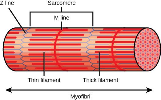 Illustration shows part of a tubular myofibril, which consists of many sarcomeres. Zigzagging lines, called Z lines, run perpendicular to the fiber. Each sarcomere starts at one Z line and ends at the next. A straight perpendicular line, called an M line, exists halfway between each Z line. Thick filaments extend out from the M lines, parallel to the length of the myofibril. Thin filaments extend from the Z lines, and extend into the space between the thick filaments.