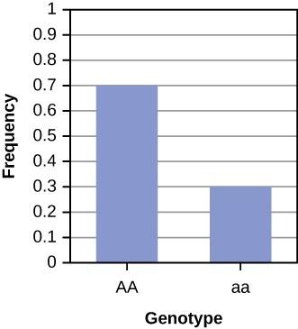 Dominant genotype uppercase A uppercase A has a frequency of 0.7 while recessive genotype lowercase a lowercase a has a frequency of 0.3.