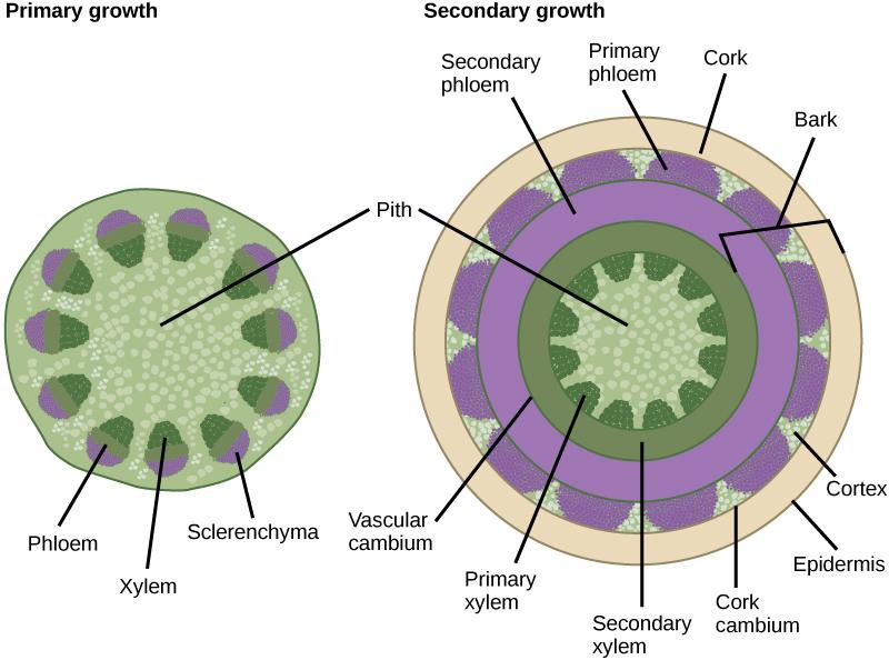Left illustration shows a cross section of a woody stem undergoing primary growth. At the core of the stem is pith. Toward the outside are egg-shaped vascular bundles. Xylem is located toward the inside of the vascular bundle, and phloem is in the middle. Sclerenchyma cap the outside of the bundle. Right illustration shows a cross section of a woody stem undergoing secondary growth. As in primary growth, the core of the stem is pith. Outside the pith is a ring of secondary xylem. Rounded bundles of primar