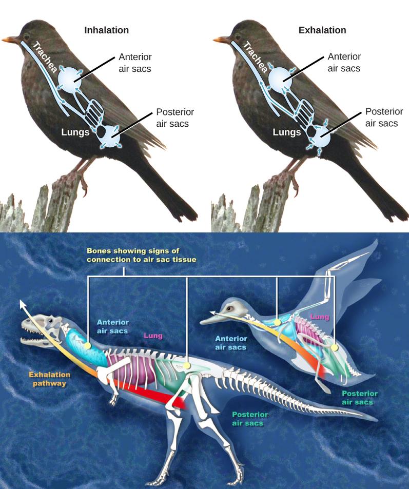 Illustration A shows the direction of airflow in both inhalation and exhalation in birds. During inhalation, air passes from the beak down the trachea to the posterior air sac located behind the lungs. From the posterior air sac, air enters the lungs, and the anterior air sac in front of the lungs. Air from both air sacs also enters hollows in bones. During exhalation air from hollows in the bones enters the air sacs, then the lungs, then the trachea, where it exits through the beaks. Illustration B compa