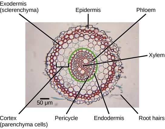 The micrograph shows a root cross section. Xylem cells, whose cell walls stain red, are in the middle of the root. Patches of phloem cells, stained blue, are located at the edge of the ring of xylem cells. The pericycle is a ring of cells on the outer edge of the xylem and phloem. Another ring of cells, called the endodermis, surrounds the pericycle. Everything inside the endodermis is the sclera, or vascular tissue. Outside the endermis is the cortex. The parenchyma cells that make up the cortex are the 