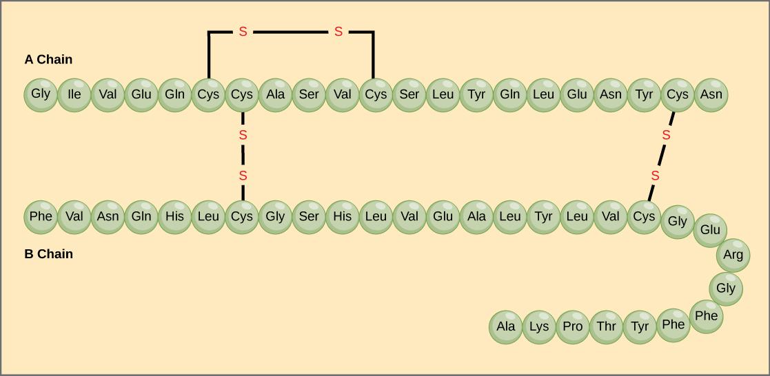 The amino acid sequences for the A chain and B chain of bovine insulin are shown. The A chain is 21 amino acids in length, and the B chain is 30 amino acids in length. One disulfide, or SS bond, connects two cysteine residues in the A chain. Two other disulfide linkages connect the A chain to the B chain.