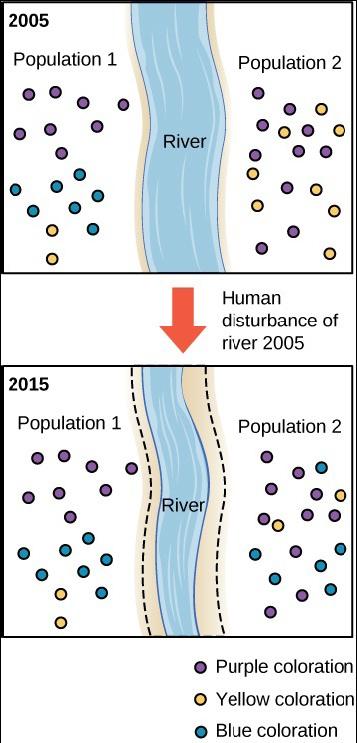 This figure shows two populations, population 1 and population 2, living across the river from each other. In 2005, the river is wide. Population 1 has 8 purple individuals, 7 blue individuals, and 2 yellow individuals. Population 2 has 10 purple individuals, 6 blue individuals, and 2 yellow individuals. In 2015, the river is narrow. Population 1 has 8 purple individuals, 7 blue individuals, and 2 yellow individuals. Population 2 has 10 purple individuals, 6 blue individuals, and 2 yellow individuals.