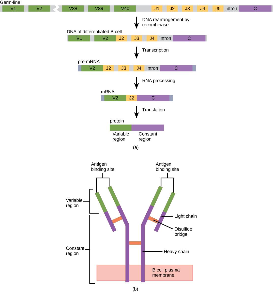 Part A shows the arrangement of gene segments encoding antibody light chains in a germ-line B cell. The segment contains forty consecutive V regions, named V1 through V 40, five consecutive J regions named J1 through J5, and a constant region. J5 and the constant region are separated by an intron. DNA recombinase splices out the portion of DNA containing segments V3 through J1, resulting in a differentiated B cell. The gene is transcribed into pre-RNA. RNA processing splices out all but the V2, J2 and C r