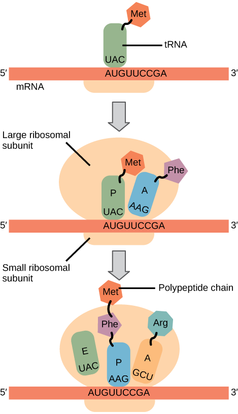 Illustration shows the steps of protein synthesis. First, the initiator tRNA recognizes the sequence AUG on an mRNA that is associated with the small ribosomal subunit. The large subunit then joins the complex. Next, a second tRNA is recruited at the A site. A peptide bond is formed between the first amino acid, which is at the P site, and the second amino acid, which is at the A site. The mRNA then shifts and the first tRNA is moved to the E site, where it dissociates from the ribosome. Another tRNA bind