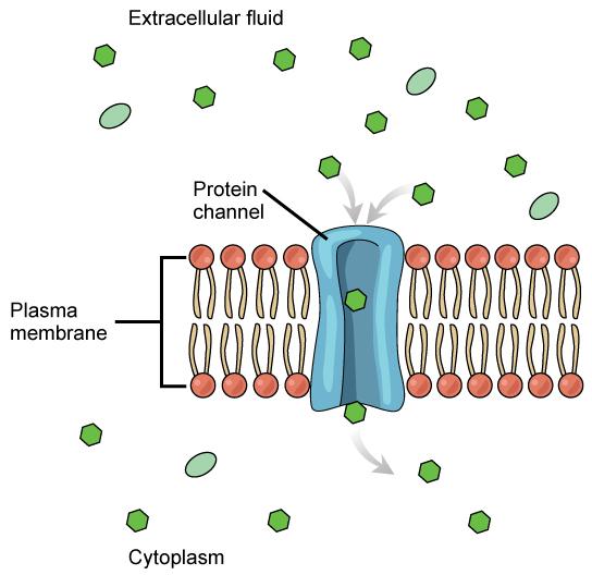 This illustration shows a small substance passing through the pore of a protein channel that is embedded in the plasma membrane.