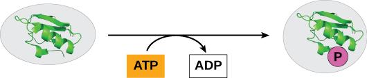 This illustration shows a substrate-level phosphorylation reaction in which the gamma phosphate of ATP is attached to a protein.
