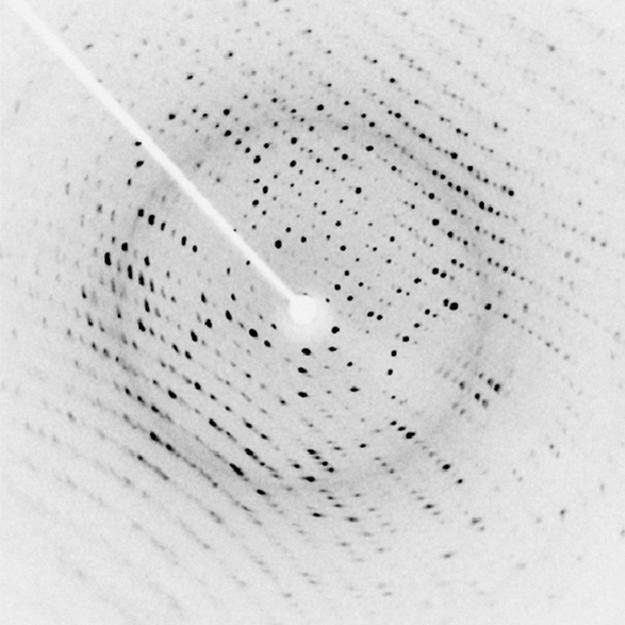 An X-ray diffraction image, which resembles a structured array of small black dots on a white background. A white arm extends from the top left to the center of the image, where there is a small white disk. This white disk is the shadow of the beam block, which blocks the part of the incident X-ray beam that was not diffracted by the crystal.