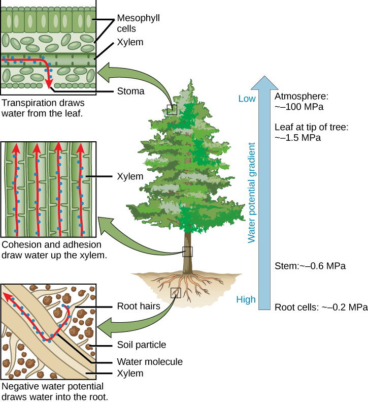 Illustration shows a pine tree. A blowup of the root indicates that negative water potential draws water from the soil into the root hairs, then into the root xylem. A blowup of the trunk indicates that cohesion and adhesion draws water up the xylem. A blowup of a leaf shows that transpiration draws water from the leaf through the stoma. Next to the tree is an arrow showing water potential, which is low at the roots and high in the leaves. The water potential varies from ~–0.2 MPA in the root cells to ~