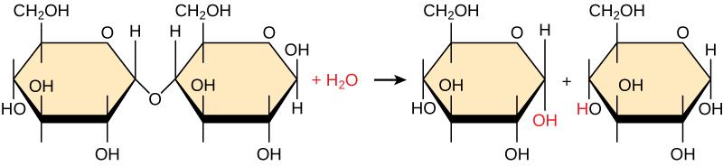 Shown is the breakdown of maltose to form two glucose monomers. Water is a reactant.