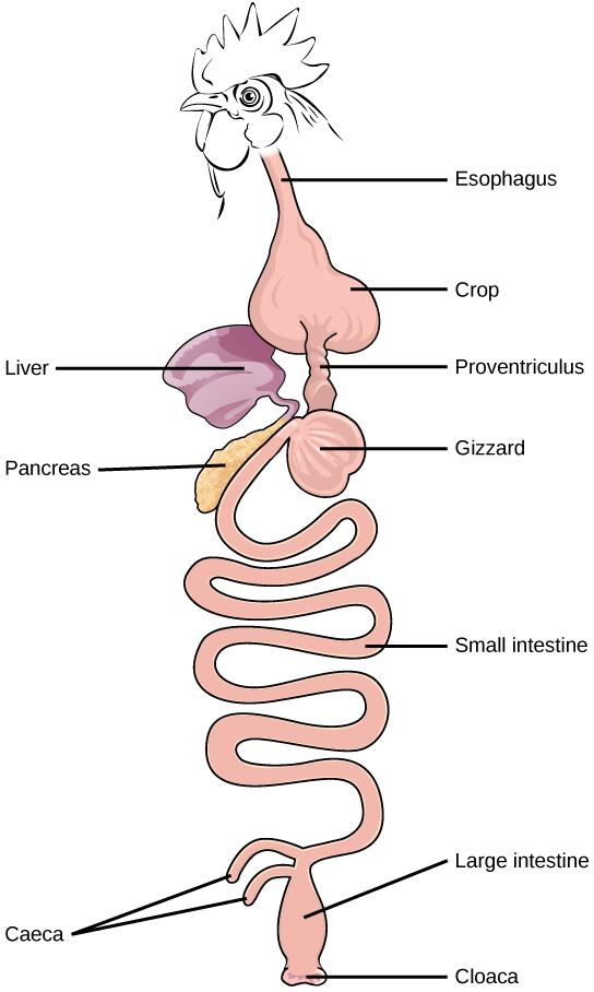 Illustration shows an avian digestive system. Food is swallowed through the esophagus into the crop, which is shaped like an upside-down heart. From the bottom of the crop food enters a tubular proventriculus, which empties into a spherical gizzard. From the gizzard, food enters the small intestine, then the large intestine. Waste exits the body through the cloaca. The liver and pancreas are located between the crop and gizzard. Rather than a single cecum, birds have two caeca at the junction of the small