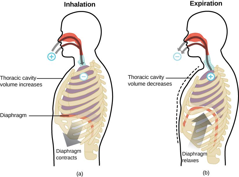 Two figures of the human respiratory system are shown. The human labeled 'Inhalation' has a plus sign outside the nose and mouth with arrows pointing from the plus into the nose and mouth, down to the lungs where there is a negative sign. An arrow from the bottom of the diaphragm points toward the abdomen, labeled, 'Diaphragm contracts.' There is also a line touching the chest with the text, 'Thoracic cavity volume increases.' The human labeled 'Expiration' has a negative sign outside the 
