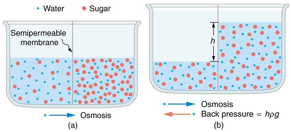 Part a of the figure shows a vessel having two different concentrations of sugar in water separated by a semipermeable membrane that passes water but not sugar molecules. The sugar molecules are shown as small red color spheres and water molecules as still smaller blue colored spheres. The right side of the solution shows more of sugar molecules represented as more number of red spheres. The osmosis of water molecules is shown toward right. Part b shows the second stage for figure on part a. The osmosis o