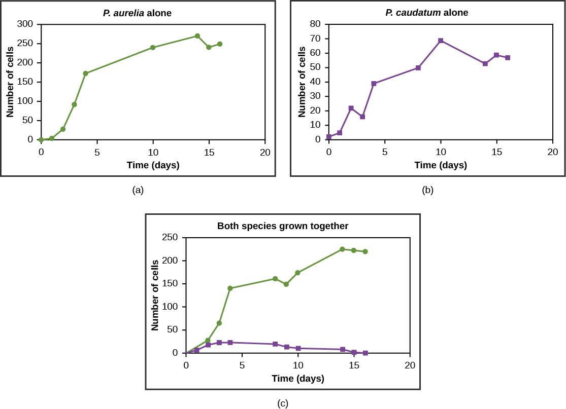 Graphs a, b, and c all plot number of cells versus time in days. In Graph (a), P. aurelia is grown alone. In graph (b), P. caudatum is grown alone. In graph (c), both species are grown together. When grown together, the two species both exhibit logistic growth and grow to a relatively high cell density. When the two species are grown together, P. aurelia shows logistic growth to nearly the same cell density as it exhibited when grown alone, but P. caudatum hardly grows at all, and eventually its populatio