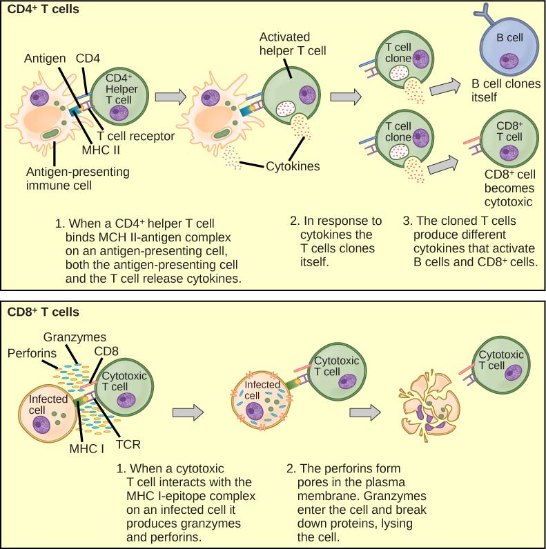 Illustration shows activation of a CD4-plus helper T cell. An antigen-presenting cell digests a pathogen. Epitopes from this pathogen are presented in conjunction with MHC II molecules on the cell surface. A T cell receptor and a CD8 receptor, both on the surface of the T cell, bind the MHC II-epitope complex. As a result, the helper T cell becomes activated and both the helper T cell and antigen-presenting cell release cytokines. The cytokines induce the helper T cell to clone itself. The cloned helper T