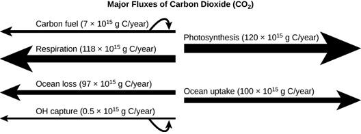 A figure labeled Major Fluxes of Carbon Dioxide (C O 2). There are four arrows pointing left and two arrows pointing right. The first arrow pointing left is labeled Carbon fuel (7 x 10^15 g C/year). The second arrow pointing left is labeled Respiration (118 x 10^15 g C/year). The third arrow pointing left is labeled Ocean loss (97 x 10^15 g C/year)/ The fourth arrow pointing left is labeled O H capture (0.5 x 10^15 g C/year). The first arrow pointing right is labeled Photosynthesis (120 x 10^15 g C/year).
