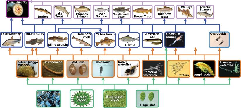 The bottom level of the illustration shows primary producers, which include diatoms, green algae, blue-green algae, flagellates, and rotifers. The next level up includes the primary consumers that eat primary producers. These include calanoids, water fleas, and cyclopoids, rotifers and amphipods. The shrimp also eats primary producers. Primary consumers are in turn eaten by secondary consumers, which are typically small fish. The small fish are eaten by larger fish, the tertiary or apex consumers. The yel