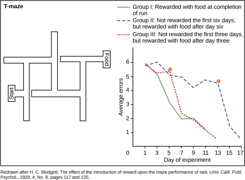 A diagram shows a rat maze that has several turns and dead ends. Next to this maze is a graph showing the average error of the rats navigating the maze plotted versus the day of the experiment. Rats that are rewarded at the end of each run learn the maze quickly, and the number of errors they make in navigating the maze rapidly drops from six on day one to one on day eleven. Rats that are not rewarded on the first three days but are rewarded after day three learn the maze slowly at first, but quickly afte