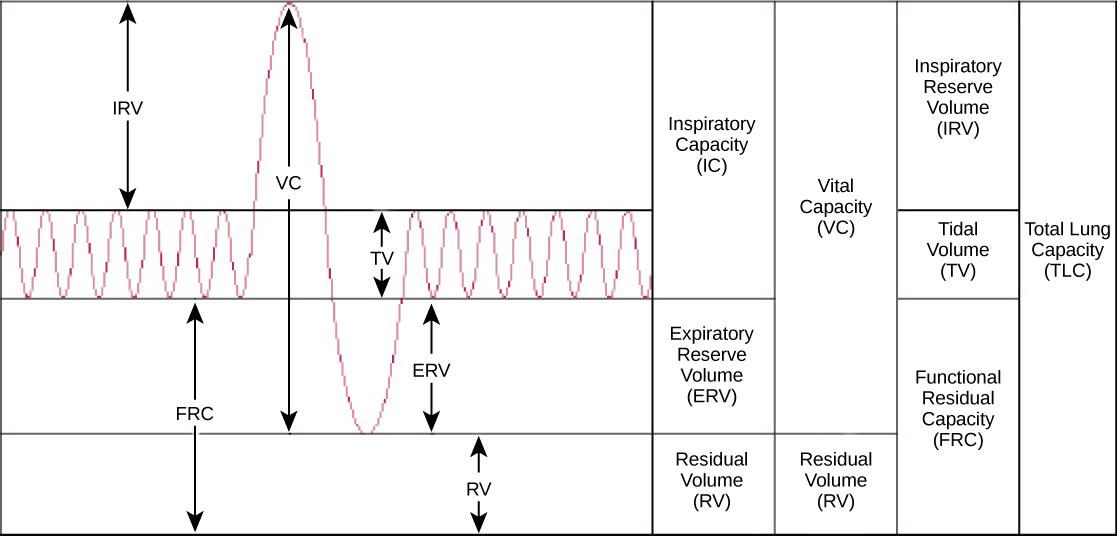 The chart shows the exchange of air during inhalation and exhalation, which resembles a wave pattern. During normal breathing, only about eight percent of air in the lungs is exchanged, and the amount of air in the lungs is one-half the total lung capacity. When a person breathes in deeply, total lung capacity is attained. The amount of air taken in is called the inspiratory capacity. Forceful exhalation results in expulsion of the expiratory reserve volume. A residual volume of air of about eight percent