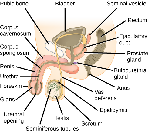 Illustration shows a cross section of the penis and testes. The penis widens at the end, into the glans, which is surrounded by the foreskin. The urethra is an opening that runs through the middle of the penis to the bladder. The tissue surrounding the urethra is the Corpus spongiosum, and above the Corpus spongiosum is the Corpus cavernosum. The testes, located immediately behind the penis, are covered by the scrotum. Seminiferous tubules are located in the testes. The epididymis partly surrounds the sac