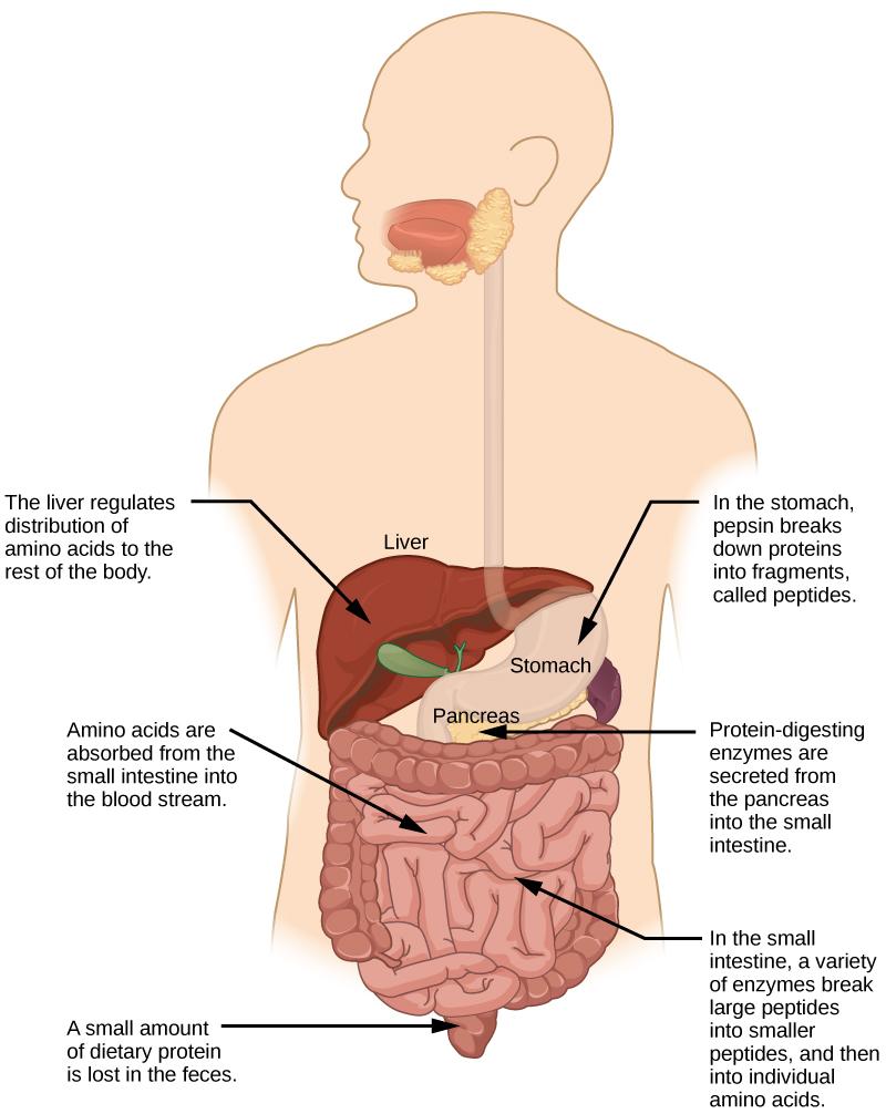 Protein digestion begins in the stomach, where pepsin breaks proteins down into fragments, called peptides. Further digestion occurs in the small intestine, where a variety of enzymes break peptides down into smaller peptides, and then into individual amino acids. Several of the protein-digesting enzymes found in the small intestine are secreted from the pancreas. Amino acids are absorbed from the small intestine into the blood stream. The liver regulates the distribution of amino acids to the rest of the