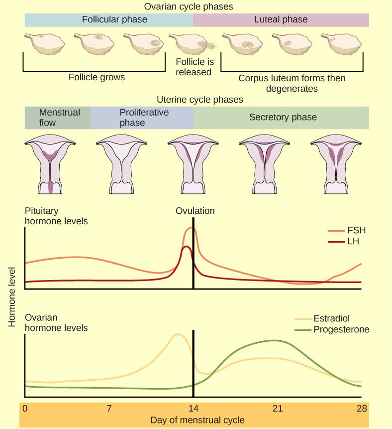 The menstrual cycle encompasses both an ovarian cycle and a uterine cycle. The uterine cycle is divided into menstrual flow, the proliferative phase and the secretory phase. The ovarian cycle is separated into follicular and luteal phases. At day zero the uterine cycle enters the menstrual phase and the ovarian cycle enters the follicular phase. Menstruation begins, and the follicle inside the uterus begins to grow. The level of the pituitary hormone FSH rises slightly, while LH levels remain low. The lev