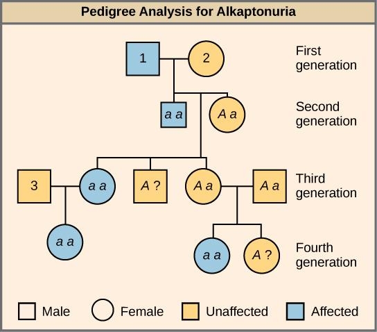 This is a pedigree of a family that carries the recessive disorder alkaptonuria. In the second generation, an unaffected mother and an affected father have three children. One child has the disorder, so the genotype of the mother must be Aa and the genotype of the father is aa. One unaffected child goes on to have two children, one affected and one unaffected. Because her husband was not affected, she and her husband must both be heterozygous. The genotype of their unaffected child is unknown, and is desi
