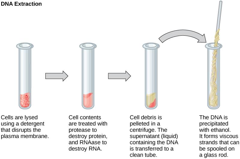 This illustration shows the four main steps of DNA extraction. In the first step, cells in a test tube are lysed using a detergent that disrupts the plasma membrane. In the second step, cell contents are treated with protease to destroy protein, and RNAase to destroy RNA. The resulting slurry is centrifuged to pellet the cell debris. The supernatant, or liquid, containing the DNA is then transferred to a clean test tube. The DNA is precipitated with ethanol. It forms viscous, mucous-like strands that can 