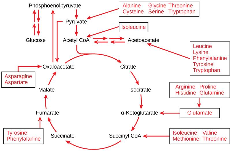 This illustration shows that the amino acids alanine, glycine, threonine, cysteine, and serine can be converted into pyruvate. Leucine, lysine, phenylalanine, tyrosine, tryptophan, and isoleucine can be converted into acetyl CoA. Arginine, proline, histidine, glutamine, and glutamate can be converted into α-ketoglutarate. Isoleucine, valine, methionine, and threonine can be converted into succinyl CoA. Tyrosine and phenylalanine can be converted into fumarate, and aspartate and asparagine can be converte