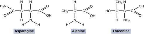 Three molecules are shown. The first molecule is labeled Aspara gine and shows an H 2 N molecule connected to a C atom with a single line and an O atom attached to the same C atom with a double line. The C atom is connected to three successive C atoms. The first C atom is attached to 2 H atoms with single lines, the second C atom is attached to an H atom with single line and an N atom with single line attached to 2 H atoms with single lines. The last C atom is attached to an O atom with double lines and a