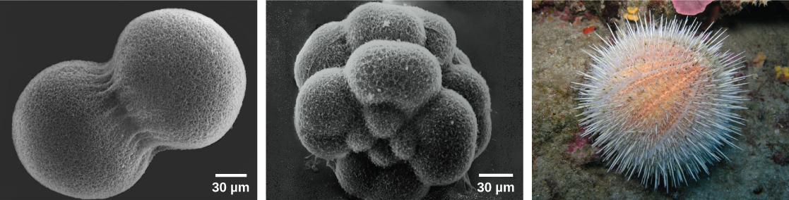 Image A shows two conjoined cells forming a dumbbell shape; the fertilization envelope has been removed so that the mesh-like outer layer can be seen. Image B shows the sea urchin embryo when it has divided into 16 conjoined cells; the overall shape is rounder than in image A. Image C shows a 'water melon' sea urchin which appears as a peach-colored ball covered in white protruding spines.