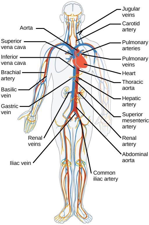 Illustration shows the major human blood vessels. From the heart, blood is pumped into the aorta and distributed to systemic arteries. The carotid arteries bring blood to the head. The brachial arteries bring blood to the arms. The thoracic aorta brings blood down the trunk of the body along the spine. The hepatic, gastric and renal arteries, which branch from the thoracic aorta, bring blood to the liver, stomach and kidneys, respectively. The iliac artery brings blood to the legs. Blood is returned to th